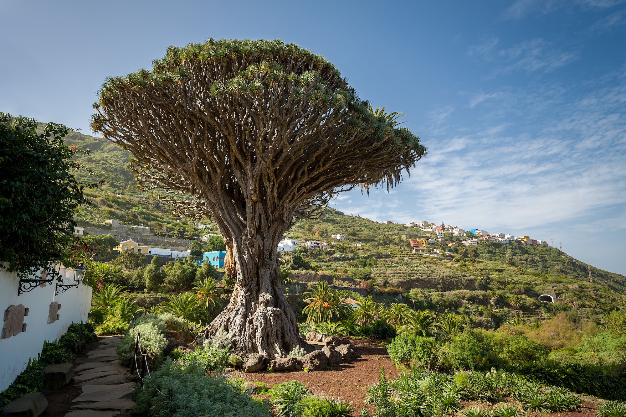 Drachenbaum Teneriffa Kemer Türkische Riviere Copyright © AdobeStock 390992389_Givaga