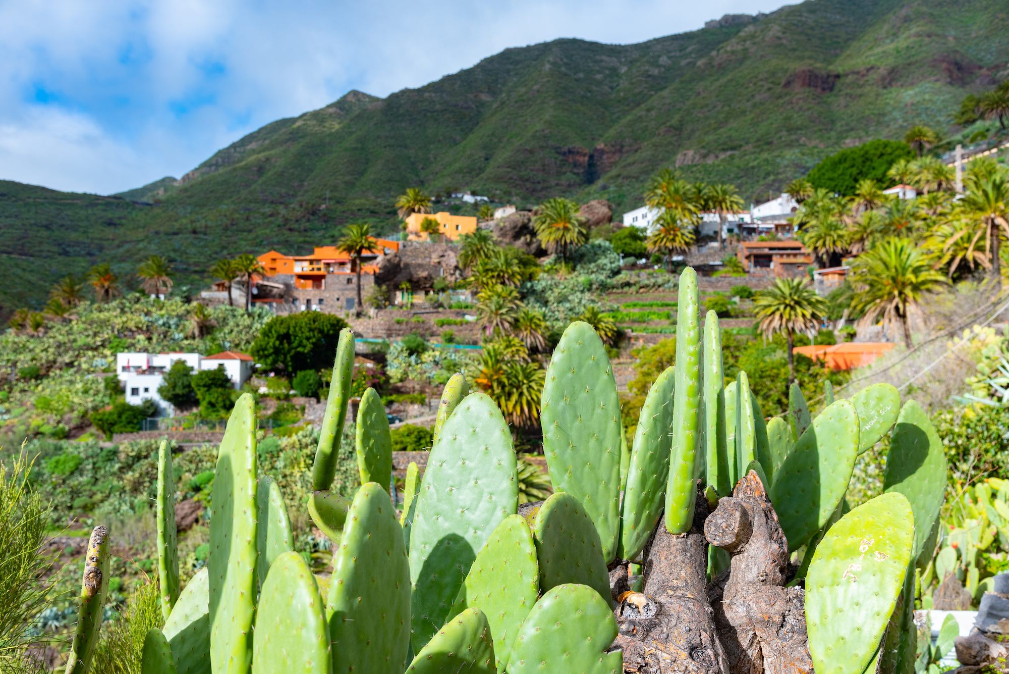 Masca , Teneriffa Loro Park bei Puerto de la Cruz - Teneriffa Copyright © AdobeStock 87105619 XS gumbao