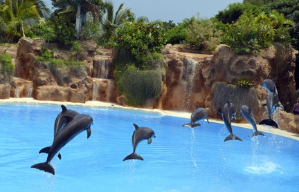 Loro Park bei Puerto de la Cruz - Teneriffa Copyright © AdobeStock 94969272 XS svf74