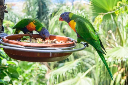 Loro Park bei Puerto de la Cruz - Teneriffa Copyright © AdobeStock 68416334 XS sergiy1975