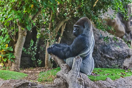 Loro Park bei Puerto de la Cruz - Teneriffa Copyright © AdobeStock 77219201 XS alexkon2000