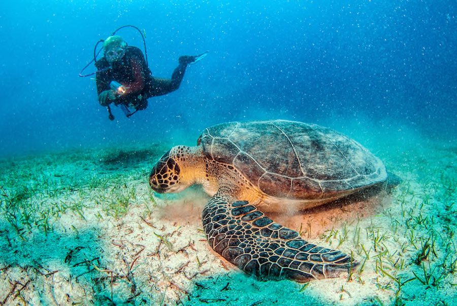 Tauchen im Urlaub mit Schildkröten Copyright © AdobeStock 308328822 Michael Bogner